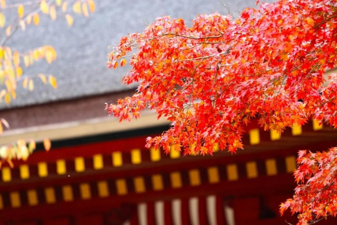 Stay Sakura Kyoto Kiyomizu Ougi 3*,  Japan